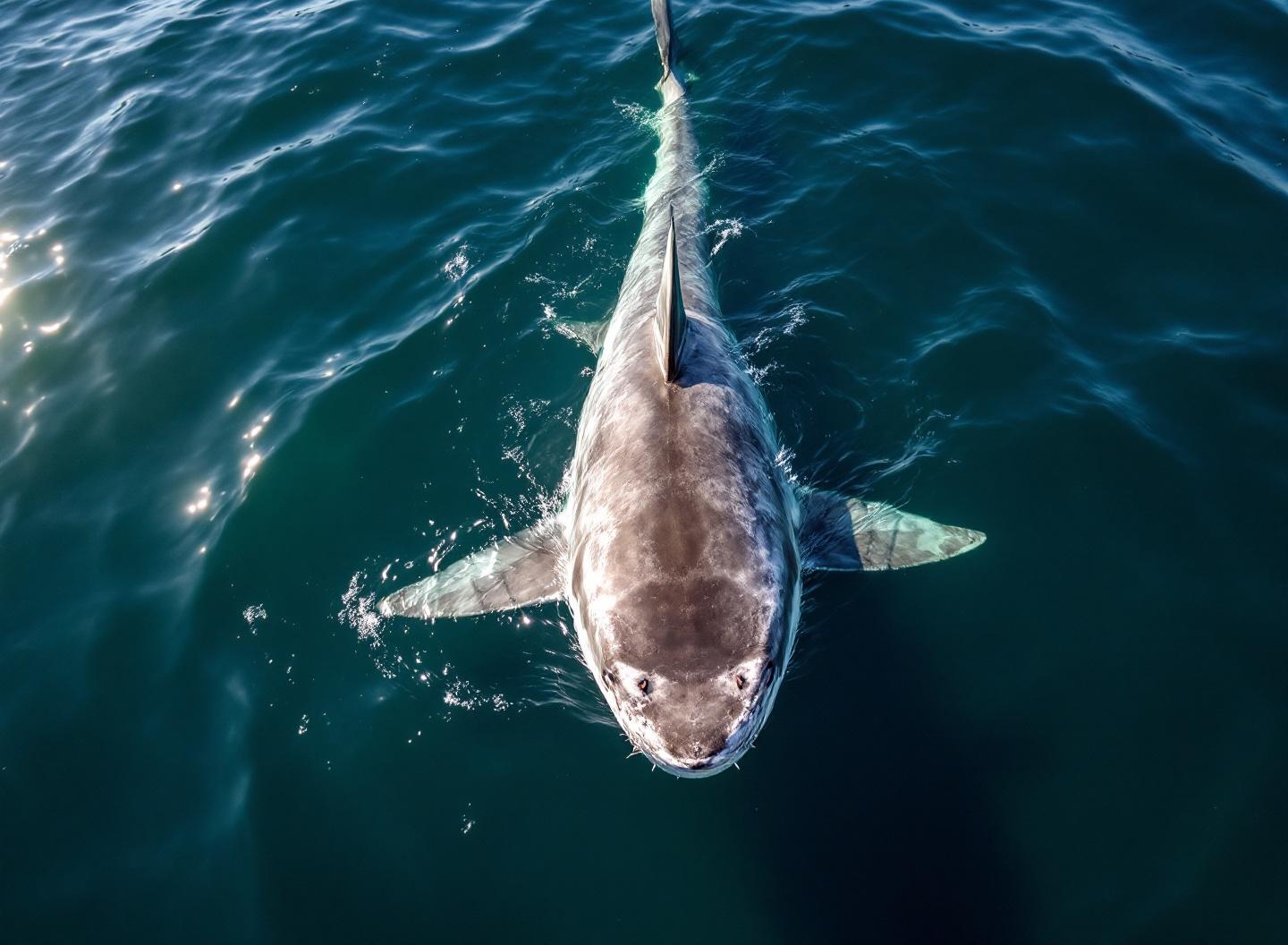 Shark cage diving ethics: the bait debate and what responsible actually means